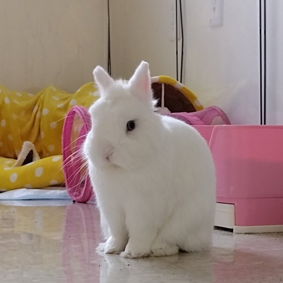 Like to be notified when I go live! ✨💖 - Picture 5 of 5